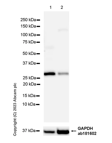 Western blot - Anti-Flt3 ligand/Flt3L antibody [EPR24899-137] (AB315216)