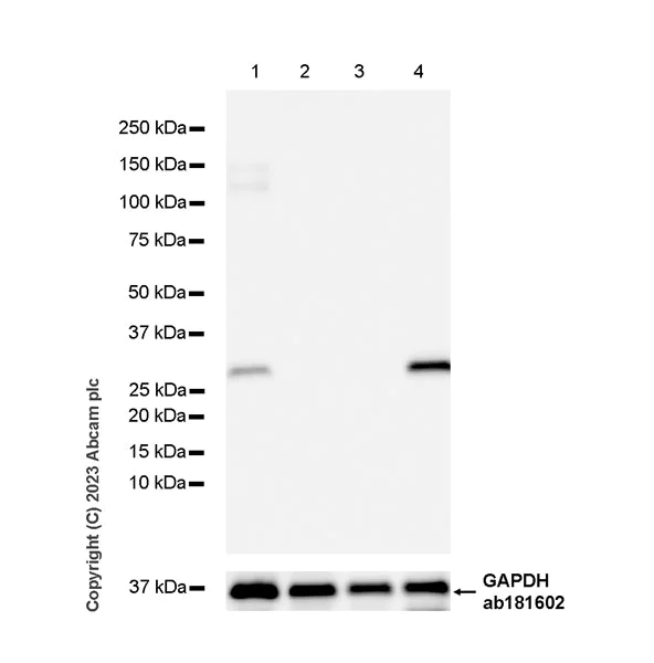 Western blot - Anti-Flt3 ligand/Flt3L antibody [EPR24899-137] (AB315216)