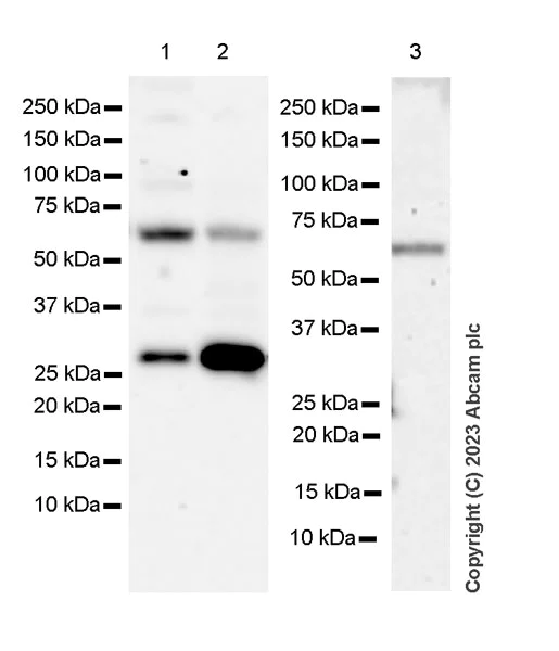 Western blot - Anti-Flt3 ligand/Flt3L antibody [EPR24899-137] (AB315216)