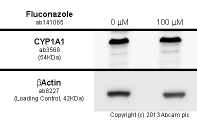 Functional Studies - Fluconazole, Cytochrome P450 inhibitor (AB141065)