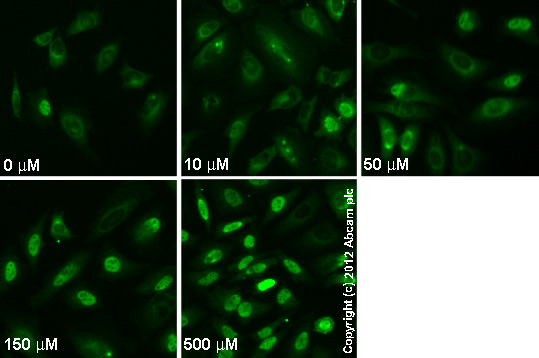 Functional Studies - Flufenamic acid, COX inhibitor (AB120354), expandable thumbnail