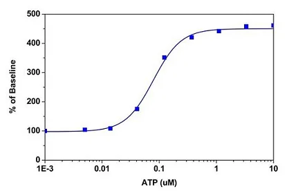 Functional Studies (Act) - Fluo-4 Assay Kit (Calcium) (AB228555)