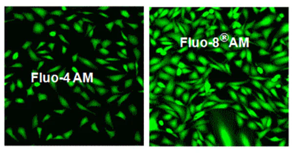 Fluorescent Cell Imaging - Fluo-8 AM, green fluorescent calcium binding dye (AB142773)