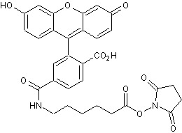 Chemical Structure - Fluorescein-5(6)-carboxamidocaproic acid N-hydroxysuccinimidyl ester (AB273894), expandable thumbnail
