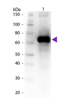Western blot - Anti-Fluorescein antibody (AB6644)