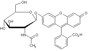 Fluorescein mono-beta-D-N-acetylglucosamine