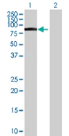Western blot - Anti-FMN1 antibody (AB68058)