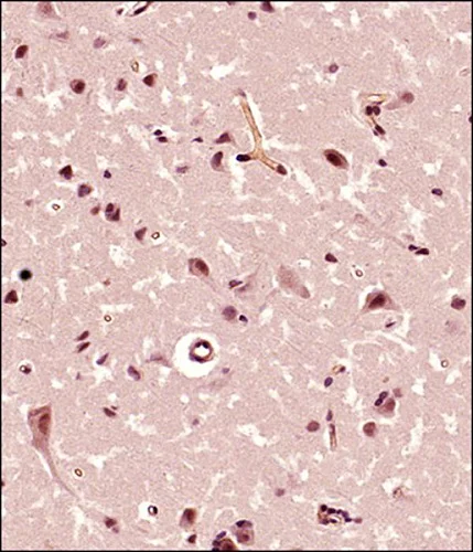 Immunohistochemistry (Formalin/PFA-fixed paraffin-embedded sections) - Anti-FMN2 antibody (AB72052)