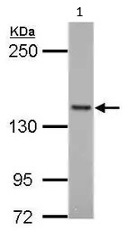 Western blot - Anti-FMNL1 antibody (AB97456)