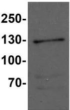 Western blot - Anti-FMNL1 antibody - C-terminal (AB189940)