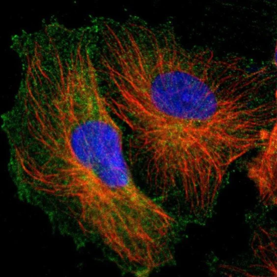 Immunocytochemistry/ Immunofluorescence - Anti-FMNL2 antibody (AB224338)