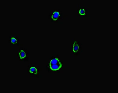 Immunocytochemistry/ Immunofluorescence - Anti-FMNL3 antibody (AB222797)