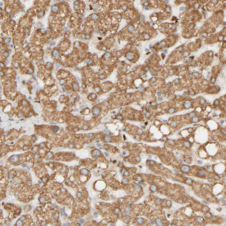 Immunohistochemistry (Formalin/PFA-fixed paraffin-embedded sections) - Anti-FMO1 antibody (AB224452)
