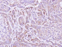 Immunohistochemistry (Formalin/PFA-fixed paraffin-embedded sections) - Anti-FMO2 antibody (AB95977)