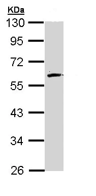 Western blot - Anti-FMO2 antibody (AB95977)