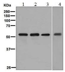 Western blot - Anti-FMO3 antibody [EPR6967] - BSA and Azide free (AB248186)