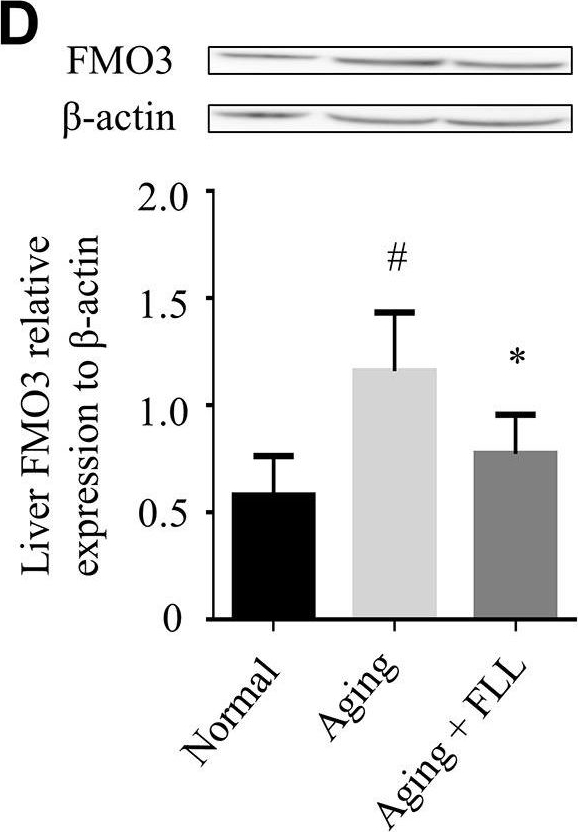 Anti-FMO3 antibody [EPR6968]
