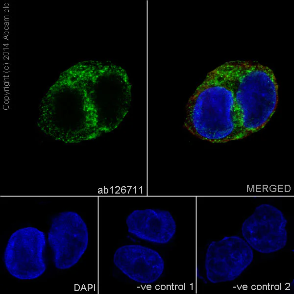 Immunocytochemistry/ Immunofluorescence - Anti-FMO3 antibody [EPR6968] - BSA and Azide free (AB232452)