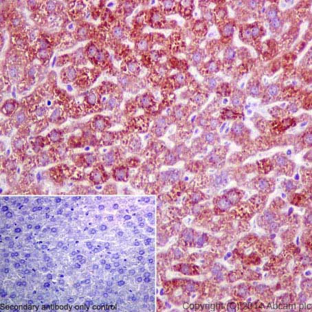 Immunohistochemistry (Formalin/PFA-fixed paraffin-embedded sections) - Anti-FMO3 antibody [EPR6968] - BSA and Azide free (AB232452)