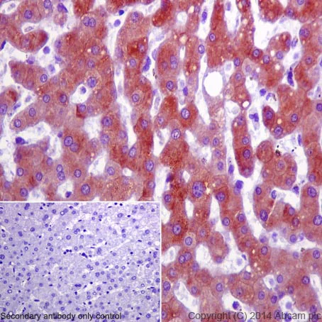Immunohistochemistry (Formalin/PFA-fixed paraffin-embedded sections) - Anti-FMO3 antibody [EPR6968] - BSA and Azide free (AB232452)