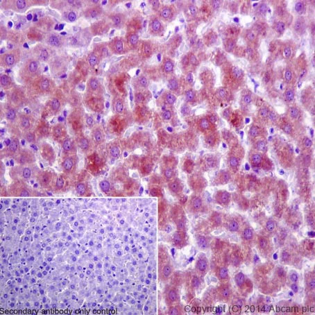 Immunohistochemistry (Formalin/PFA-fixed paraffin-embedded sections) - Anti-FMO3 antibody [EPR6968] - BSA and Azide free (AB232452)