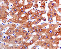 Immunohistochemistry (Formalin/PFA-fixed paraffin-embedded sections) - Anti-FMO3 antibody [EPR6968] - BSA and Azide free (AB232452)
