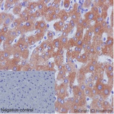 Immunohistochemistry (Formalin/PFA-fixed paraffin-embedded sections) - Anti-FMO5 antibody [EPR14783] (AB189516)
