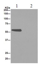 Immunoprecipitation - Anti-FMO5 antibody [EPR14783] - BSA and Azide free (AB250992), expandable thumbnail