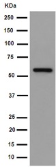 Western blot - Anti-FMO5 antibody [EPR14783] - BSA and Azide free (AB250992), expandable thumbnail