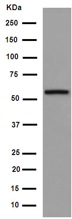Western blot - Anti-FMO5 antibody [EPR14783] - BSA and Azide free (AB250992), expandable thumbnail
