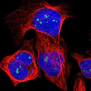 Immunocytochemistry/ Immunofluorescence - Anti-FMR1NB antibody (AB121339)