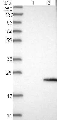 Western blot - Anti-FMR1NB antibody (AB121339)