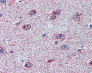 Immunohistochemistry (Formalin/PFA-fixed paraffin-embedded sections) - Anti-FMRP antibody (AB109741)