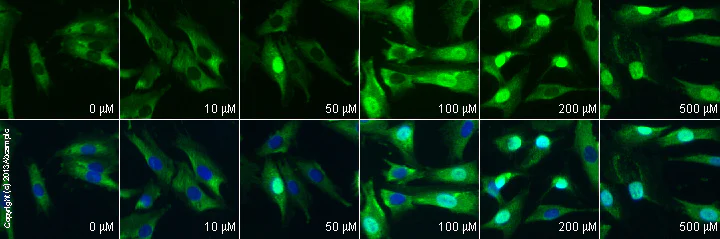 Immunocytochemistry/ Immunofluorescence - Anti-FMRP antibody (AB17722)
