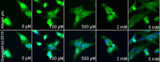 Immunocytochemistry/ Immunofluorescence - Anti-FMRP antibody (AB17722)
