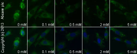 Immunocytochemistry/ Immunofluorescence - Anti-FMRP antibody (AB17722)