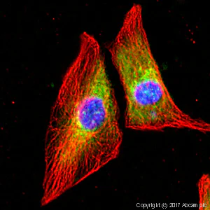 Immunocytochemistry/ Immunofluorescence - Anti-FMRP antibody (AB17722)