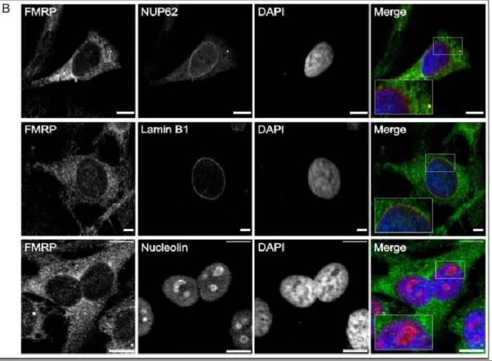 Immunocytochemistry/ Immunofluorescence - Anti-FMRP antibody (AB17722)