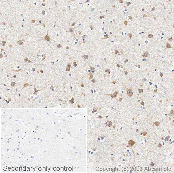 Immunohistochemistry (Formalin/PFA-fixed paraffin-embedded sections) - Anti-FMRP antibody (AB17722)