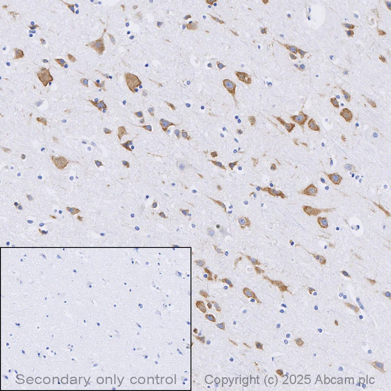 Immunohistochemistry (Formalin/PFA-fixed paraffin-embedded sections) - Anti-FMRP antibody (AB17722)