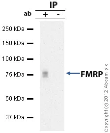 Immunoprecipitation - Anti-FMRP antibody (AB17722)