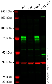 Western blot - Anti-FMRP antibody (AB17722)