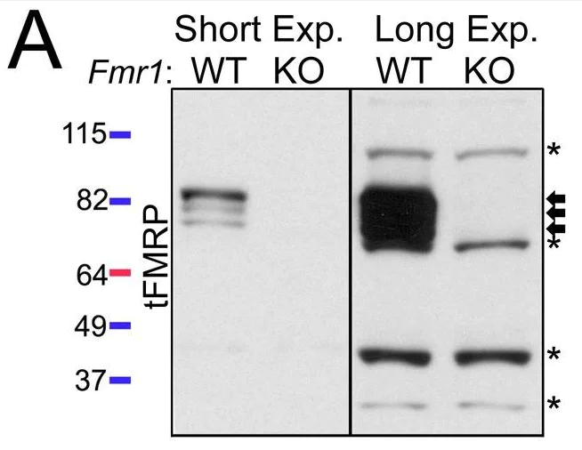 Western blot - Anti-FMRP antibody (AB17722)