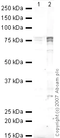 Western blot - Anti-FMRP antibody (AB17722)