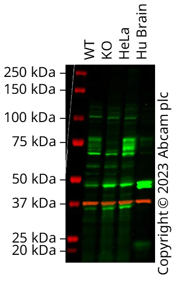 Western blot - Anti-FMRP antibody (AB17722)
