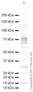 Western blot - Anti-FMRP antibody (AB17722)