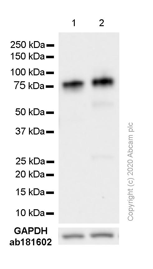 Western blot - Anti-FMRP antibody [EPR20008-144] - BSA and Azide free (Detector) (AB242905), expandable thumbnail