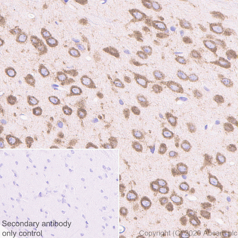 Immunohistochemistry (Formalin/PFA-fixed paraffin-embedded sections) - Anti-FMRP antibody [EPR23852-90] (AB259335), expandable thumbnail