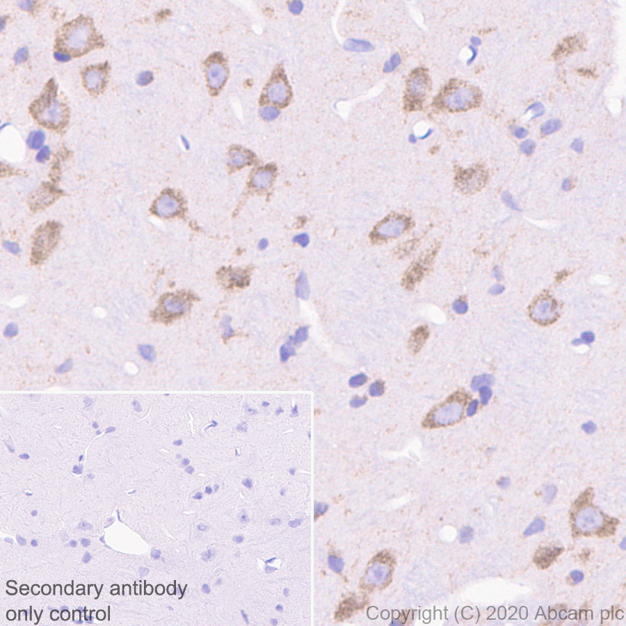 Immunohistochemistry (Formalin/PFA-fixed paraffin-embedded sections) - Anti-FMRP antibody [EPR23852-90] (ab259335), expandable thumbnail