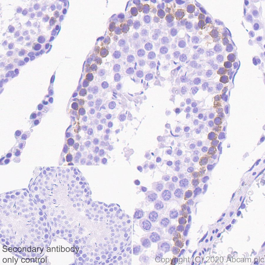 Immunohistochemistry (Formalin/PFA-fixed paraffin-embedded sections) - Anti-FMRP antibody [EPR23852-90] (ab259335), expandable thumbnail
